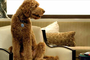 Pet Perks photo